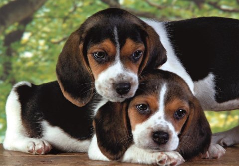 Puzzle 500 HQC SZCZENIACZKI BEAGLE PIESKI Plakat Clementoni 35536 CLEMENTONI